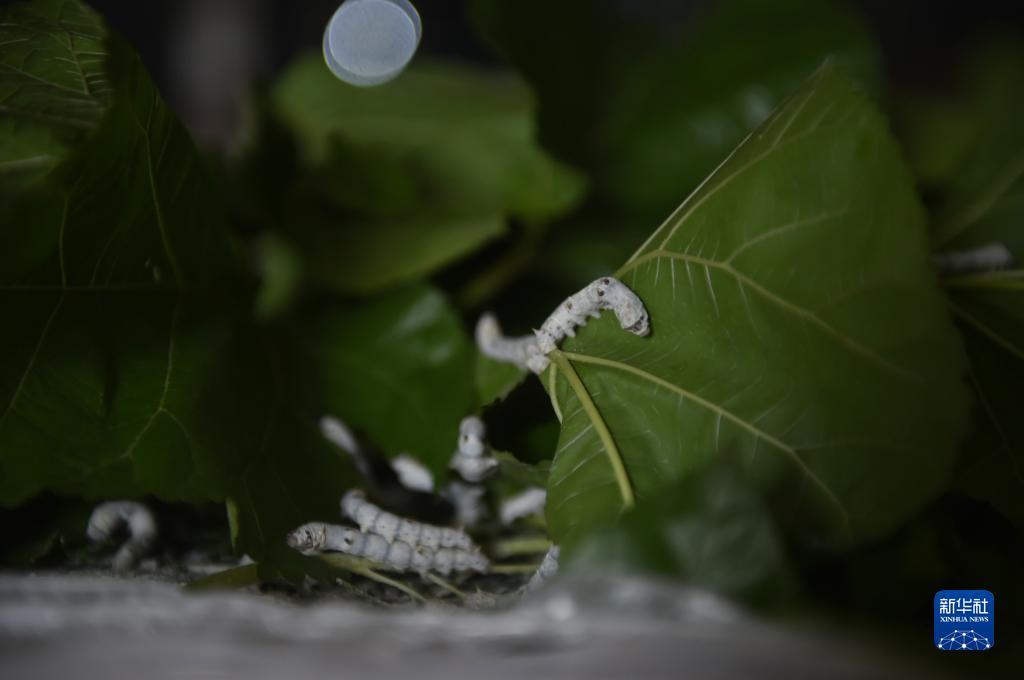 新濠登录网址